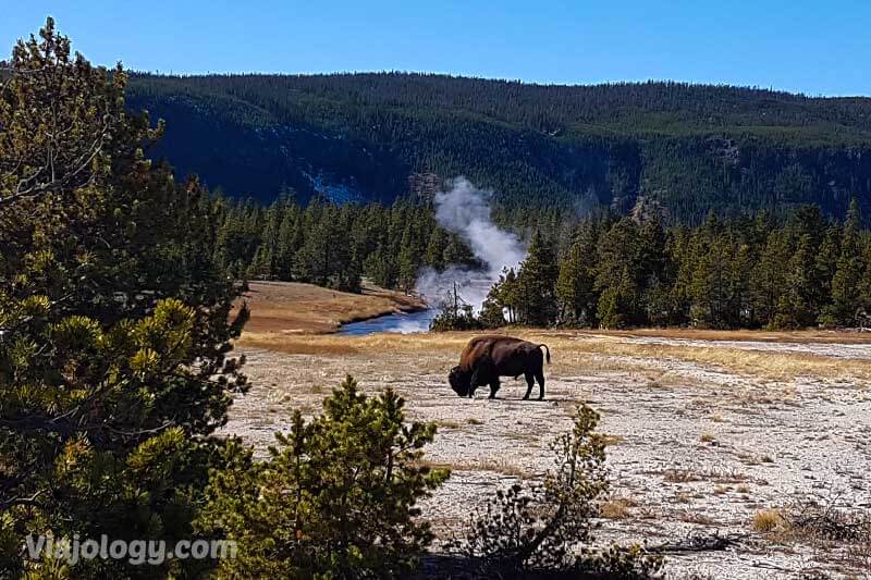 Visitar Yellowstone